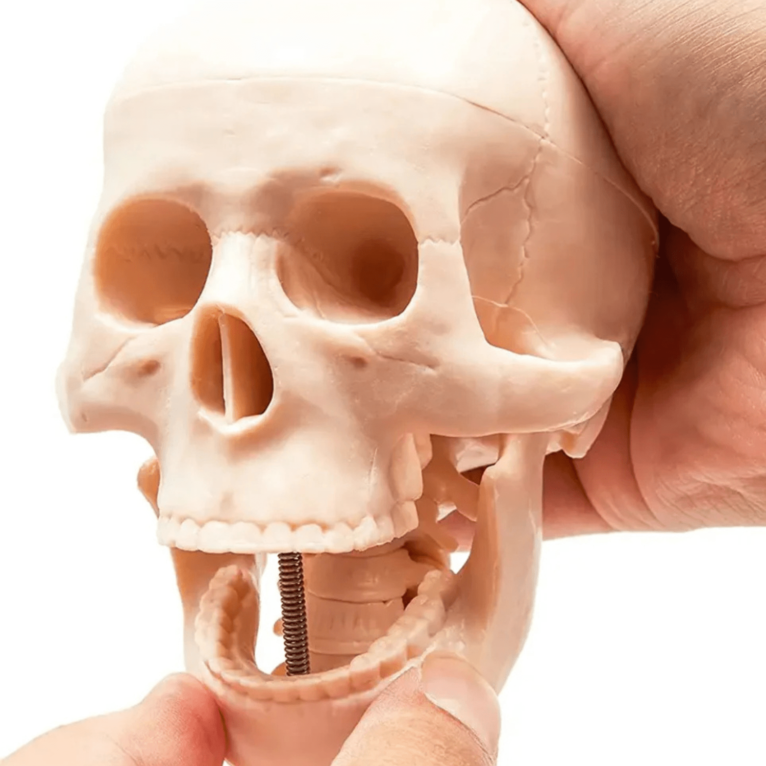 Modelo Anatómico Esqueleto Humano Armable Juguete Científico - Martina Baby & Kids